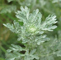 Oregano Leaf Powder uses – CANDIDA SUPPORT – Aloe Vera Leaf for skin 1Bot